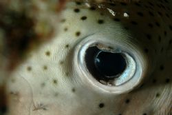 Eye of balloonfish. Curacao. by David Heidemann 